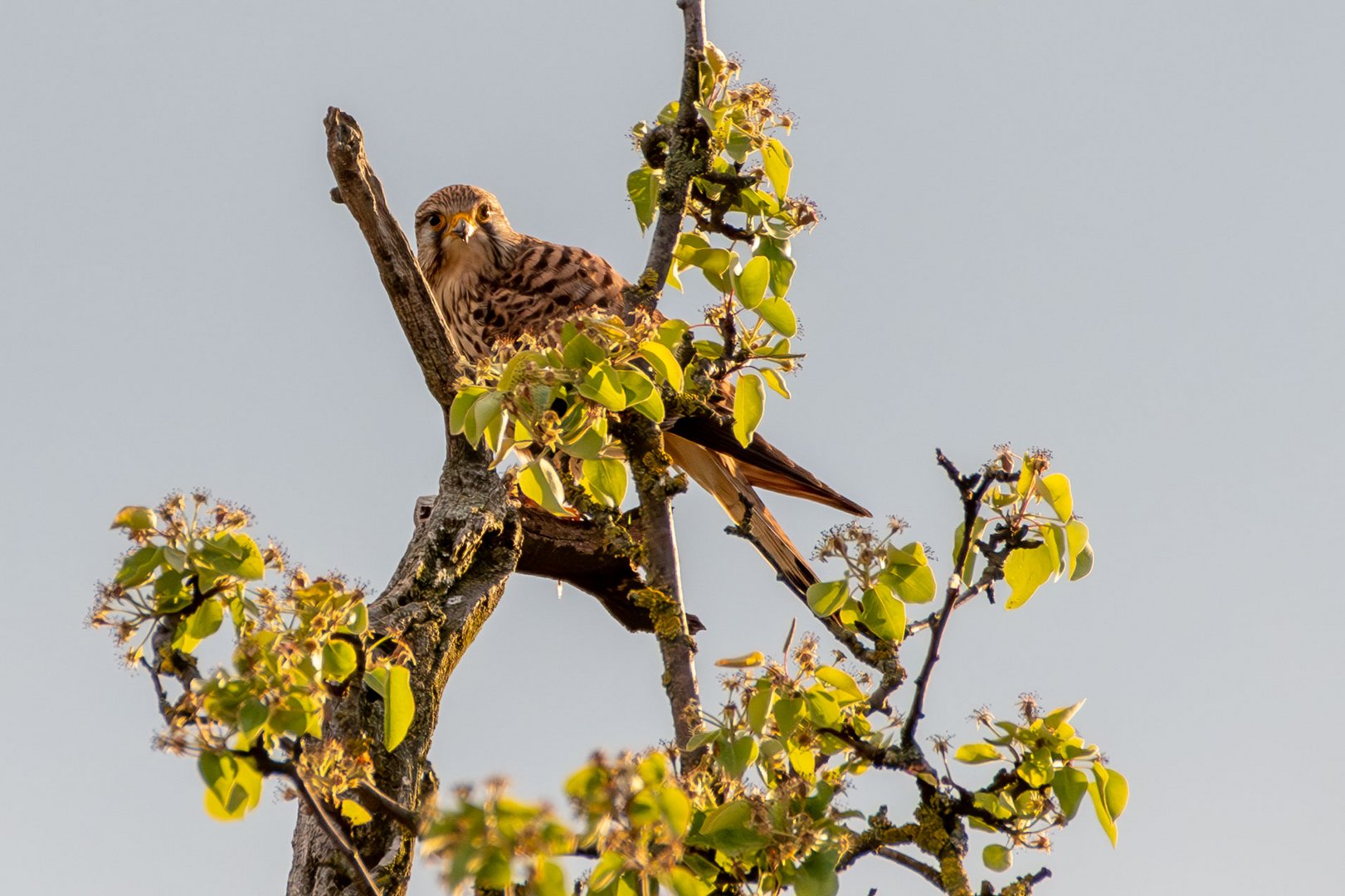 Turmfalke