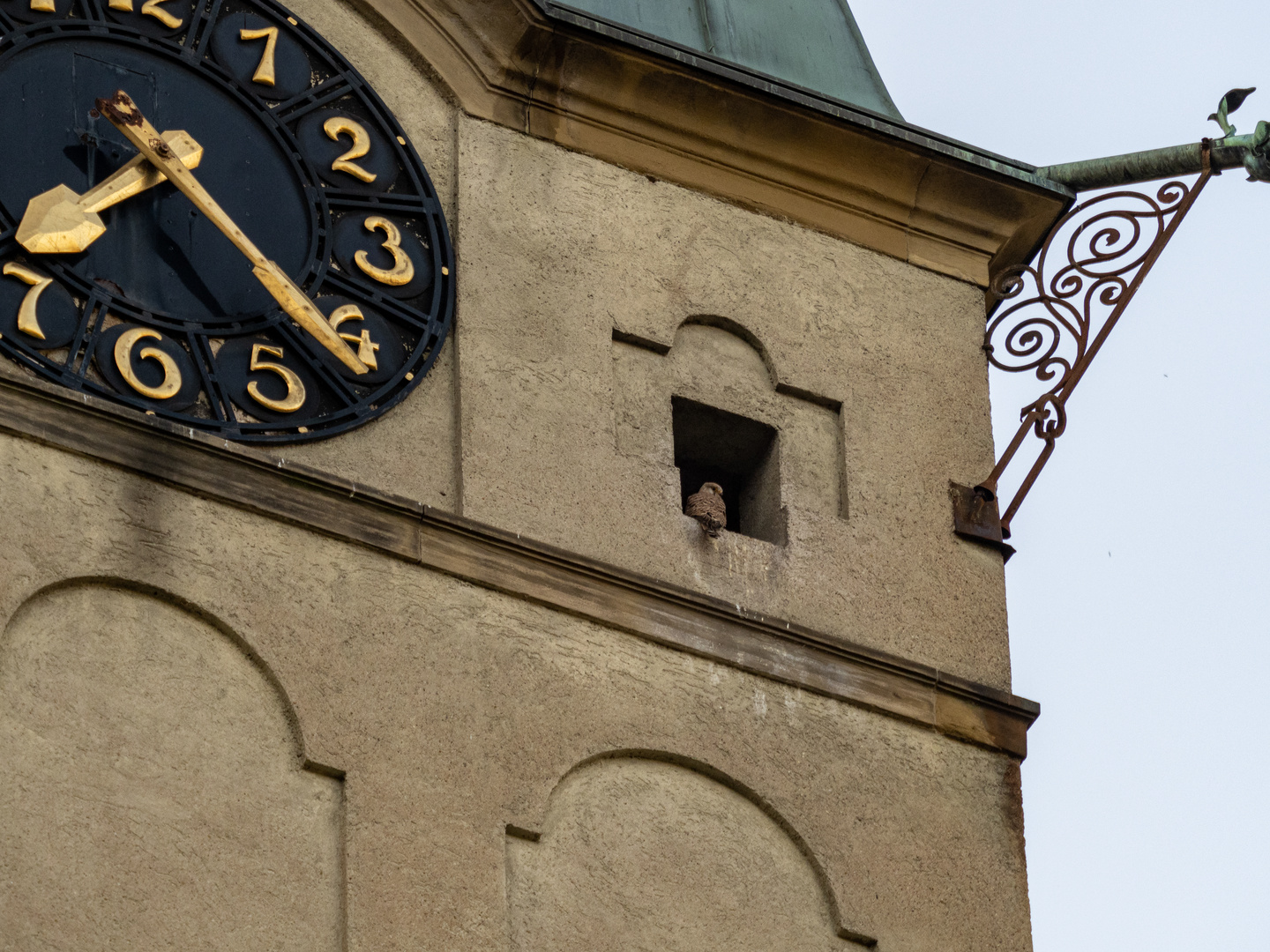 Turmfalke, der seinem Namen alle Ehre macht