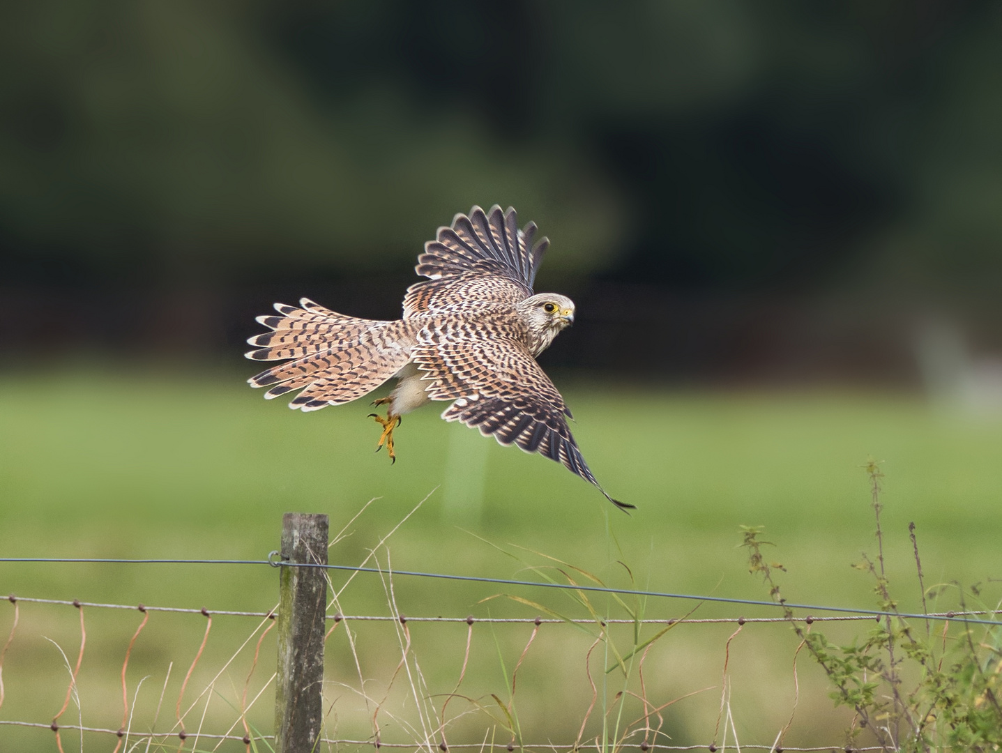 Turmfalke