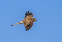 TURMFALKE , diesmal leider nicht mehr so nahe