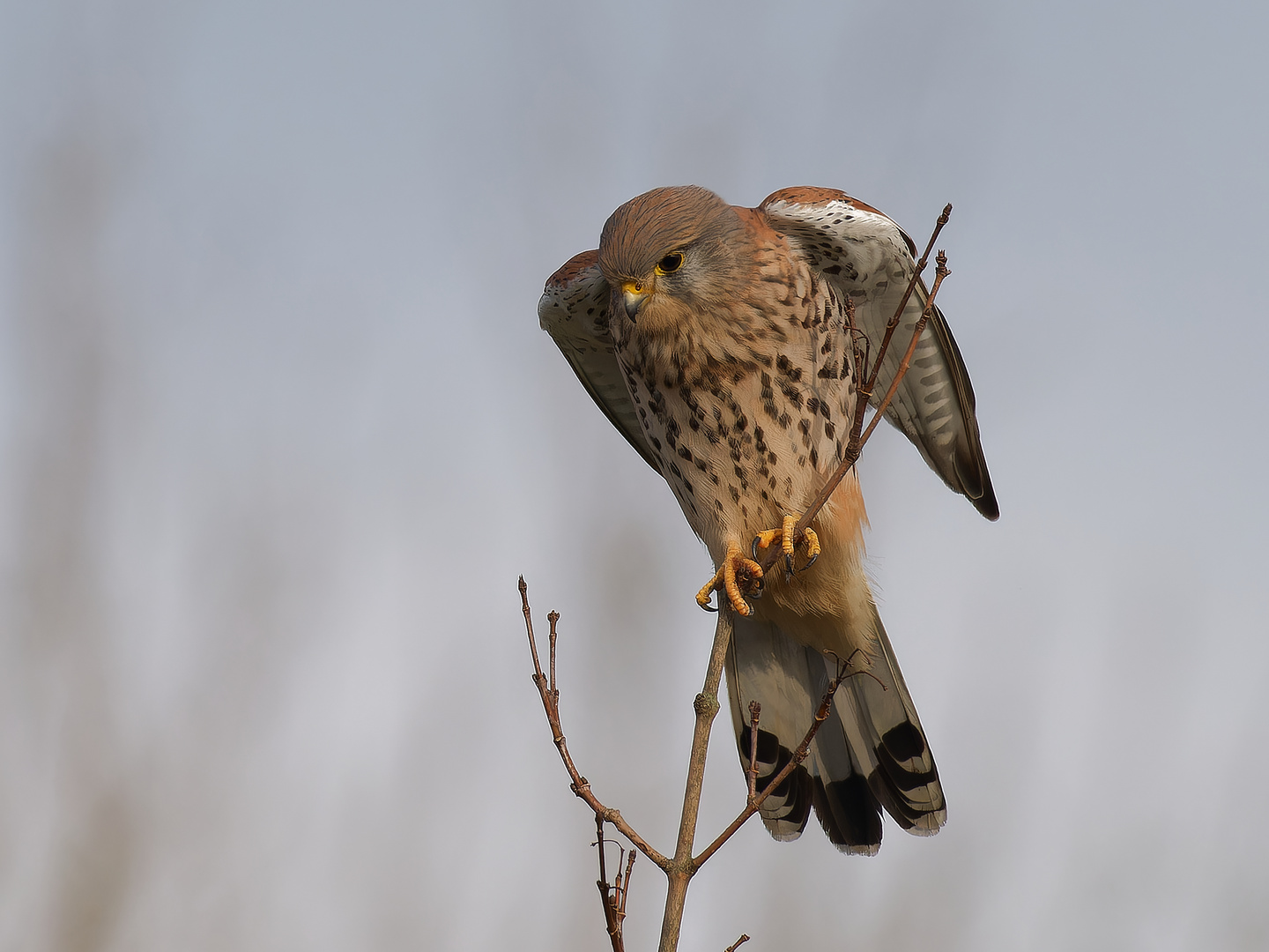 Turmfalke direkt beim Start