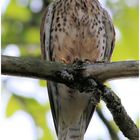 Turmfalke direkt über mir im Baum!