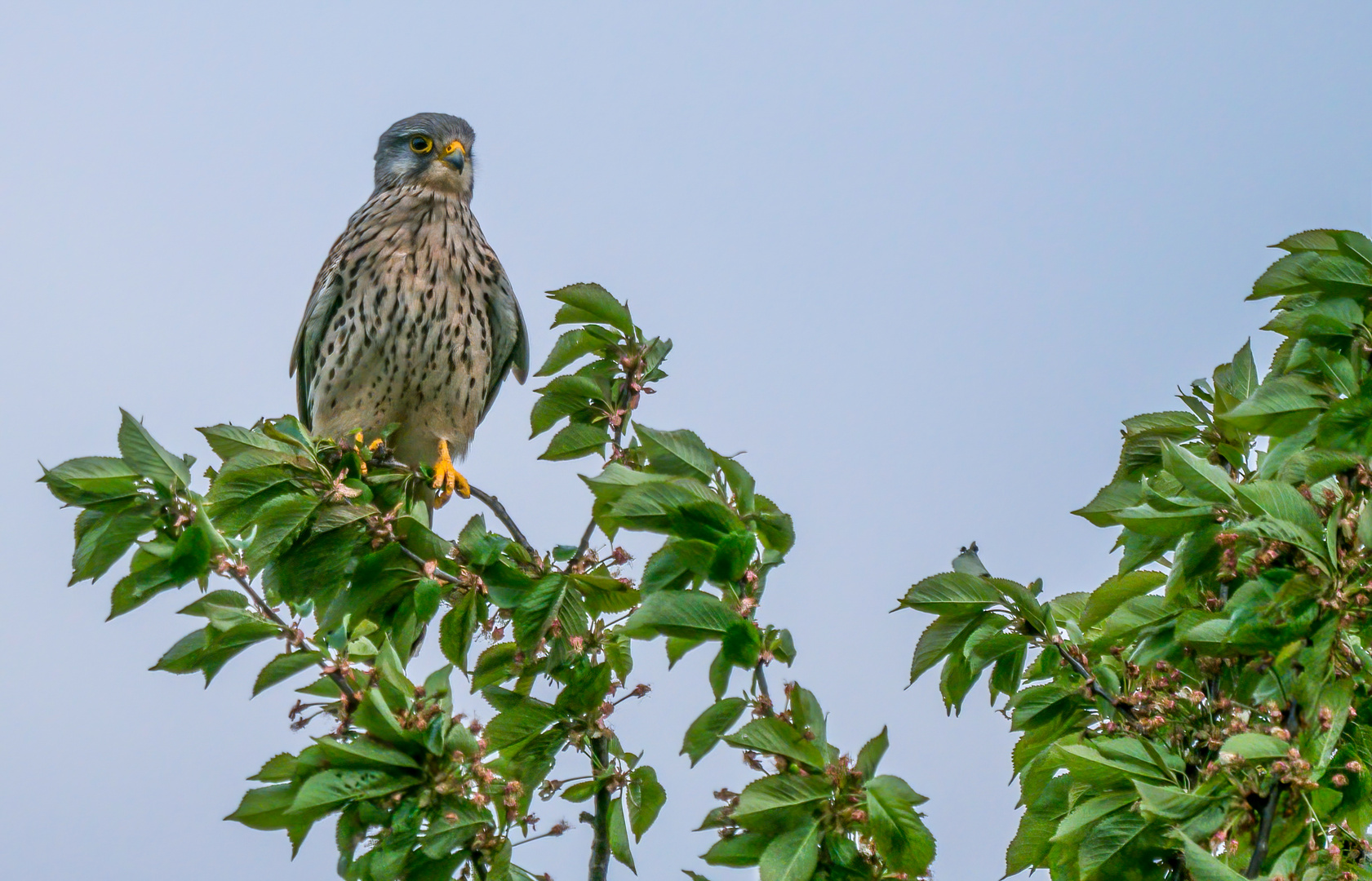 "TURMFALKE" (Dokubild)