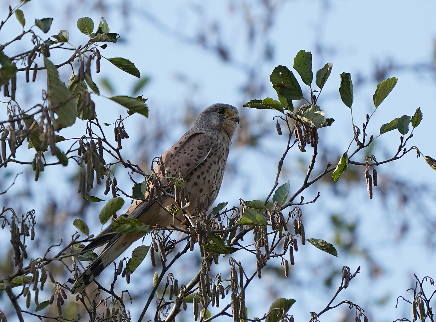 Turmfalke