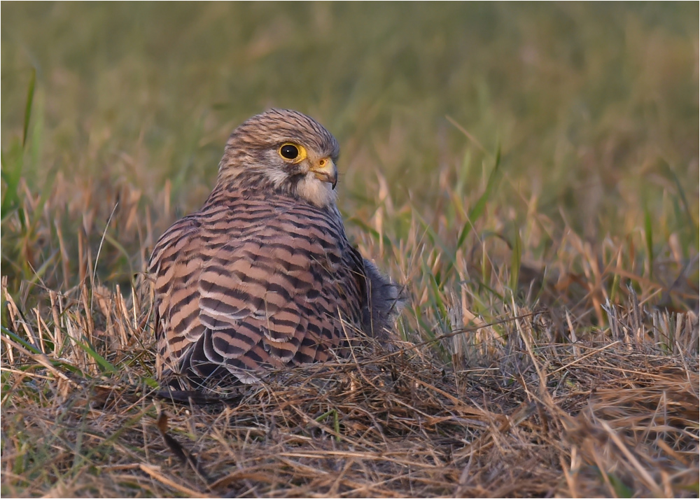 Turmfalke