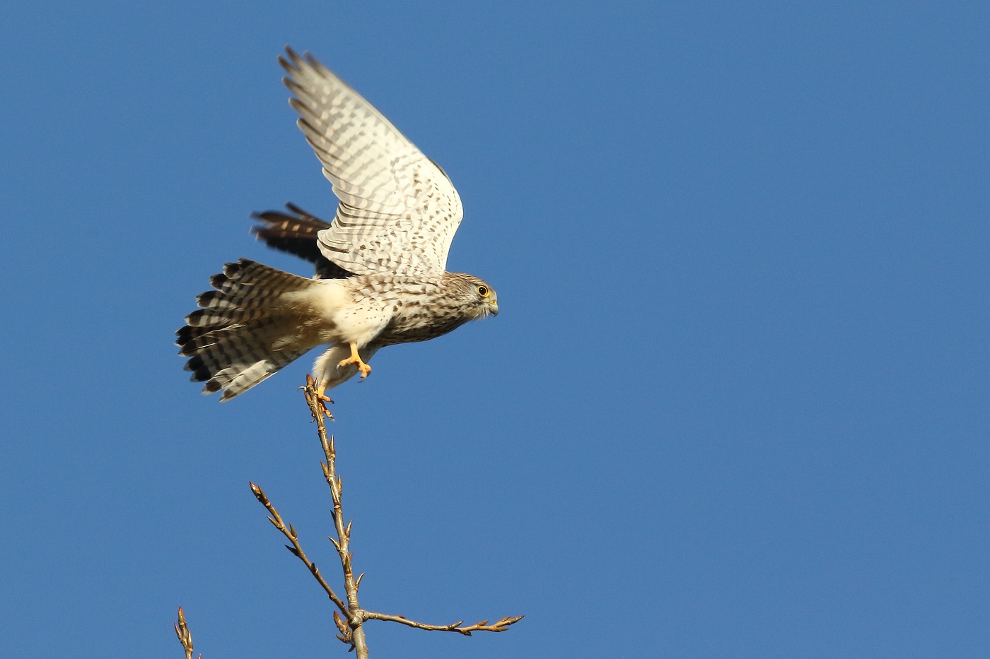 Turmfalke