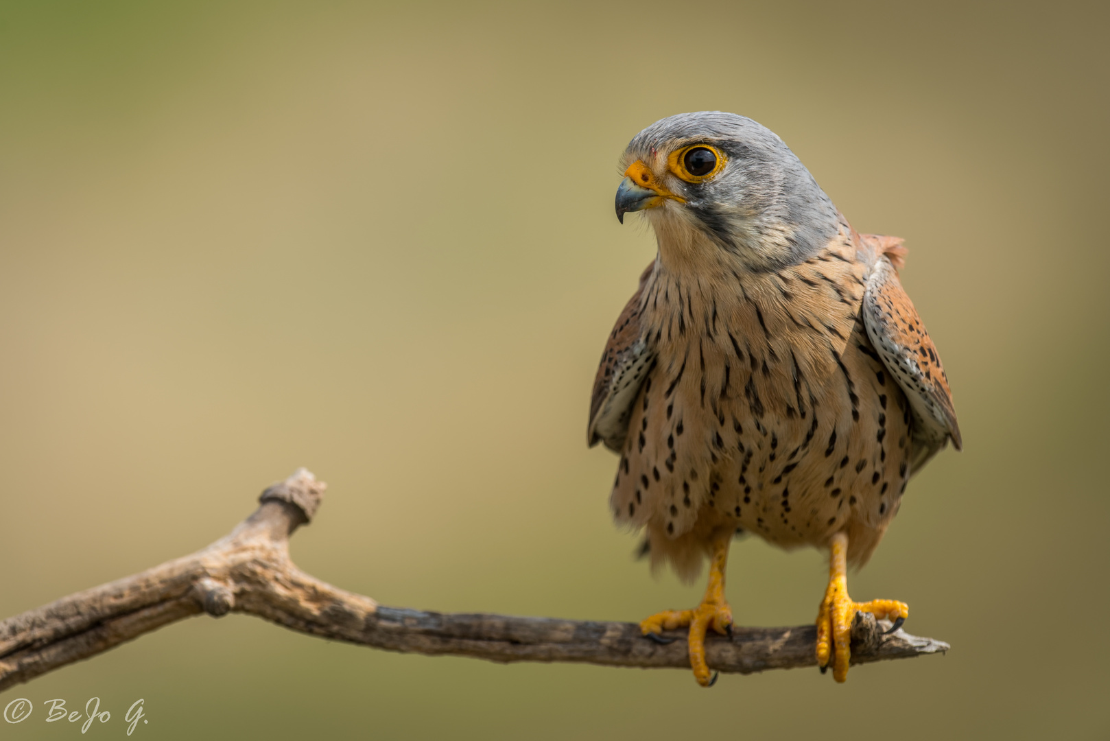 Turmfalke einmal ganz nah