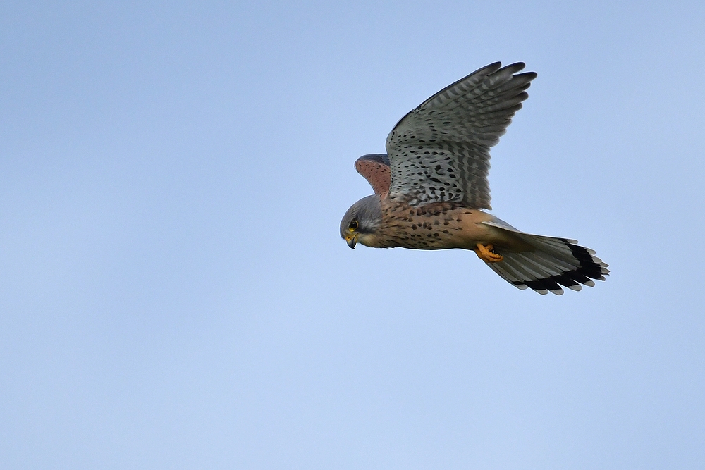 Turmfalke: Entschlossen zum Mäusefang