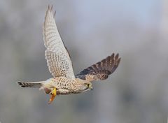 Turmfalke, european Kestrel, 2018 UHS_0586