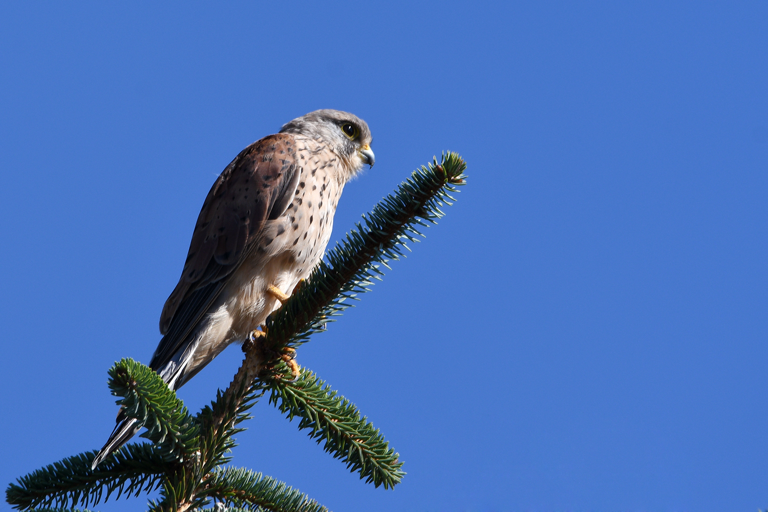 Turmfalke