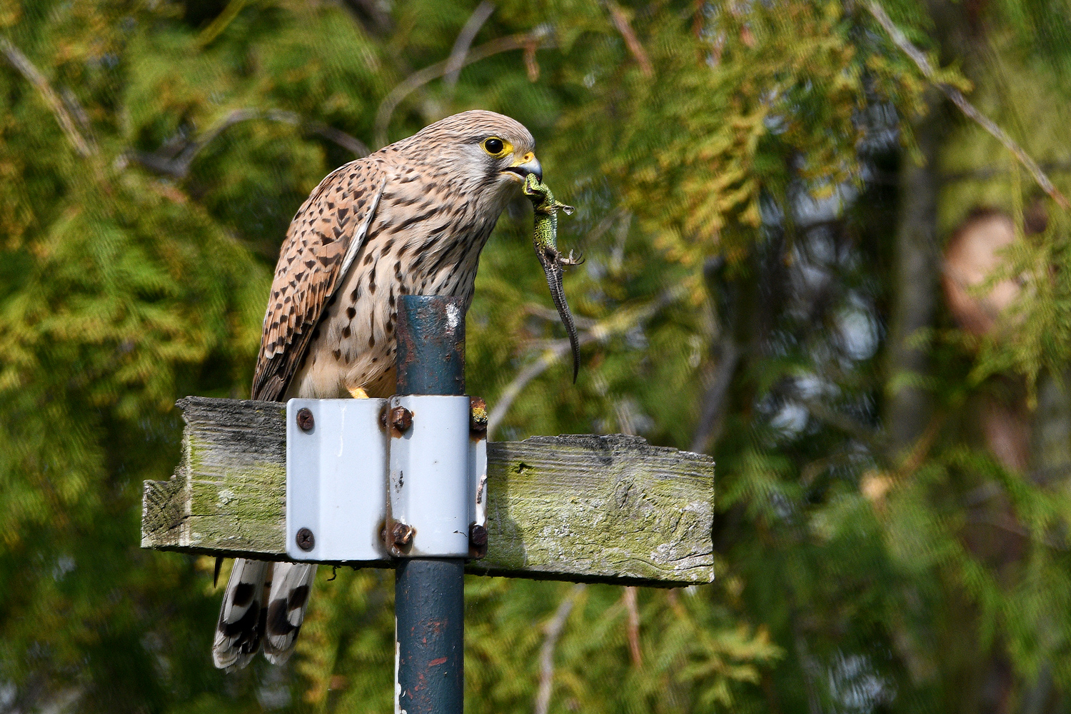 Turmfalke