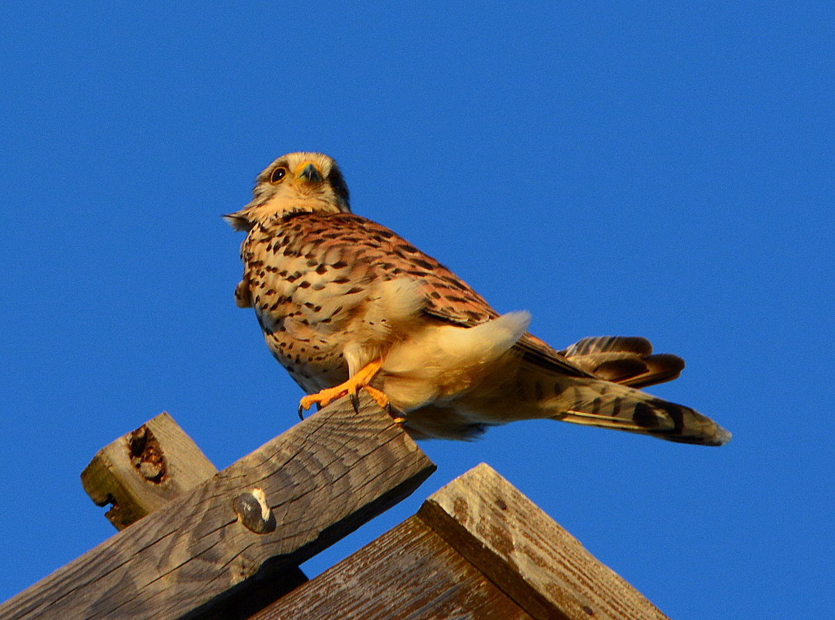 turmfalke