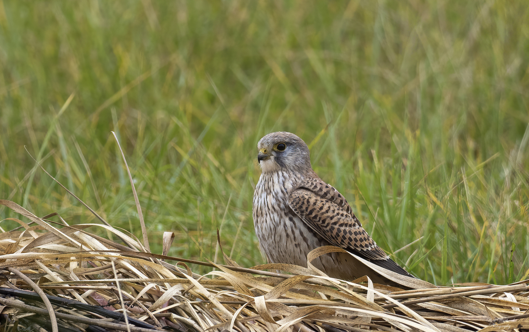 Turmfalke