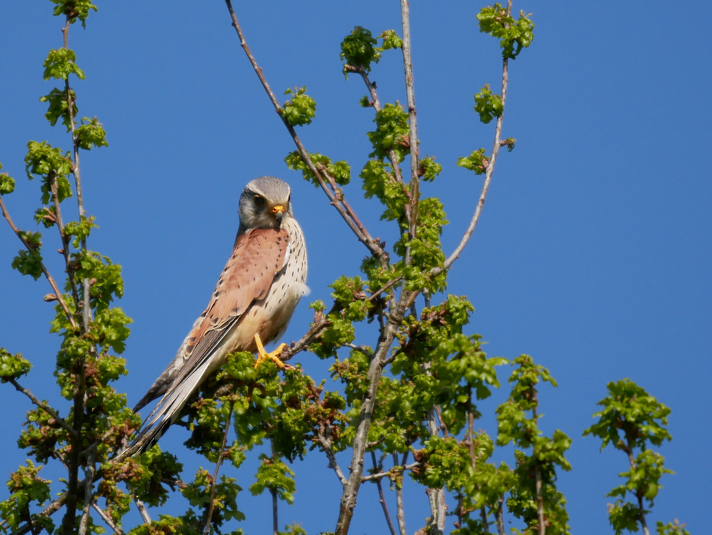 Turmfalke