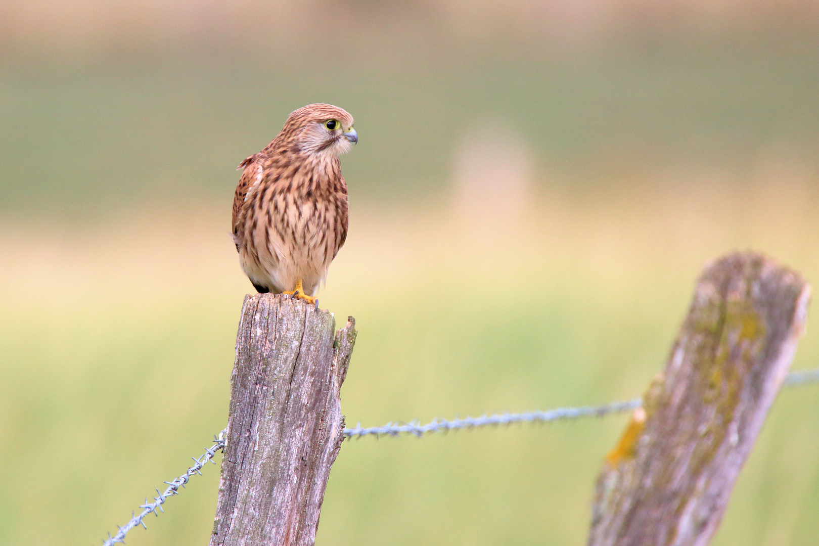 Turmfalke