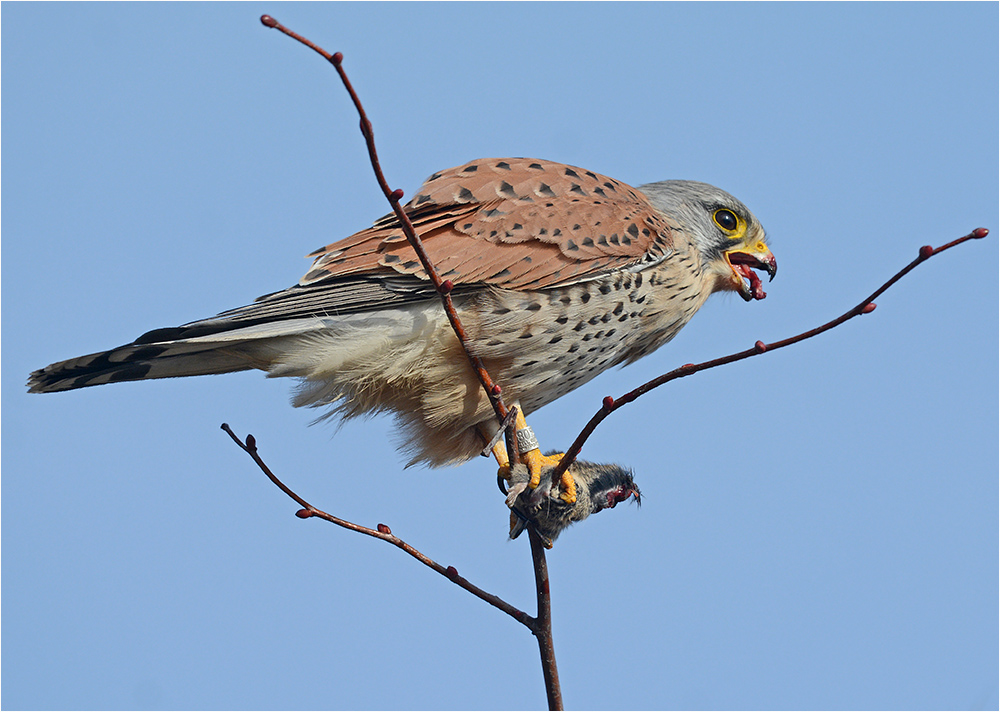 Turmfalke