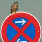 Turmfalke (Falco tinninculus) umgeht Halteverbot