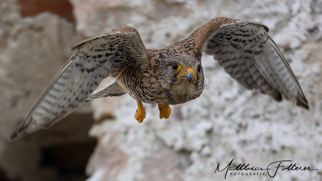 Turmfalke (Falco tinnunculus)