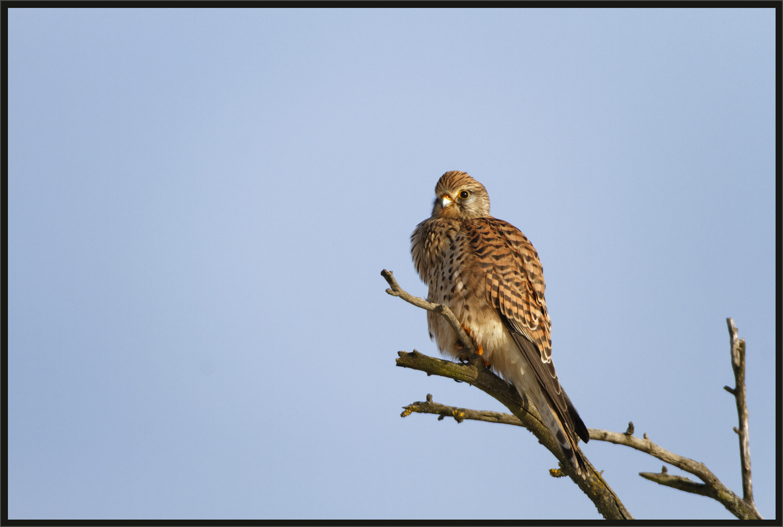 Turmfalke (Falco tinnunculus)