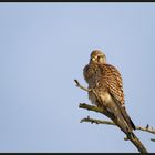 Turmfalke (Falco tinnunculus)