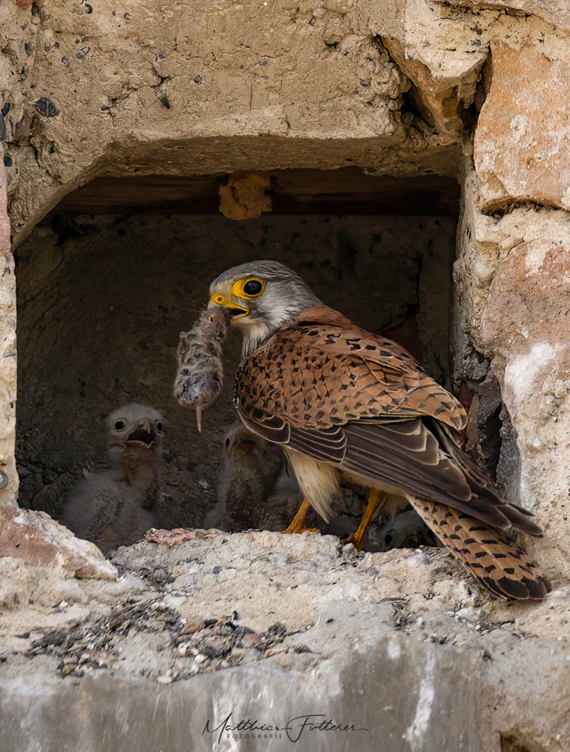 Turmfalke (Falco tinnunculus)