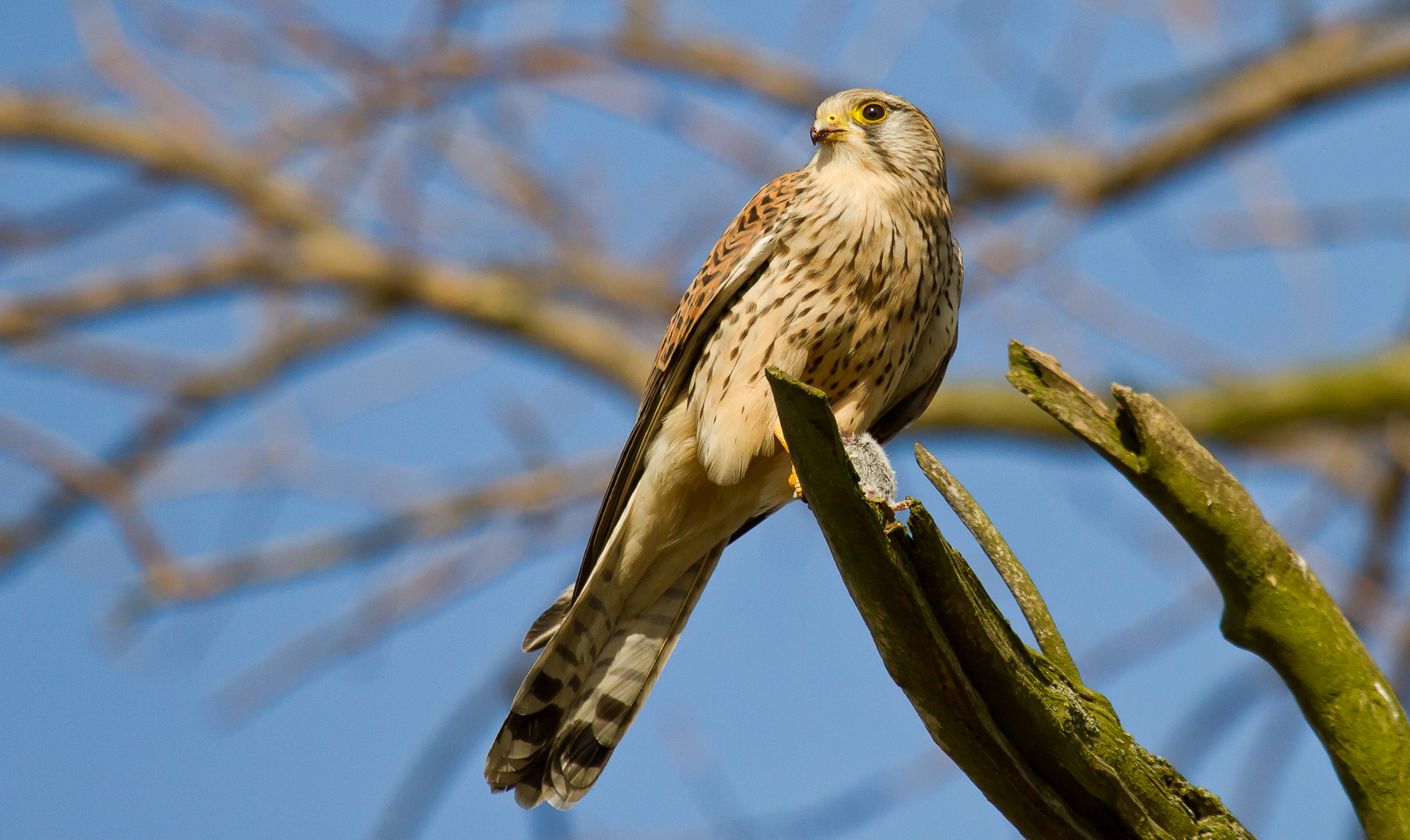 Turmfalke (Falco Tinnunculus)