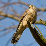 Turmfalke (Falco Tinnunculus)