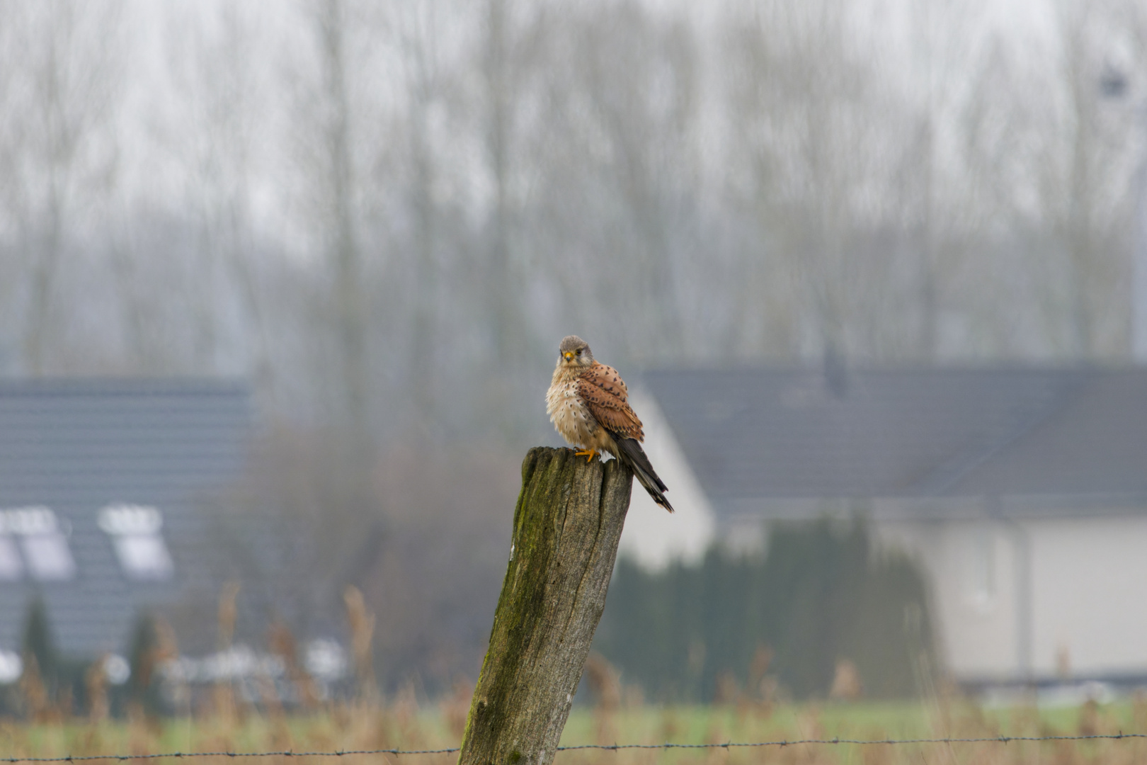 Turmfalke - Falco tinnunculus