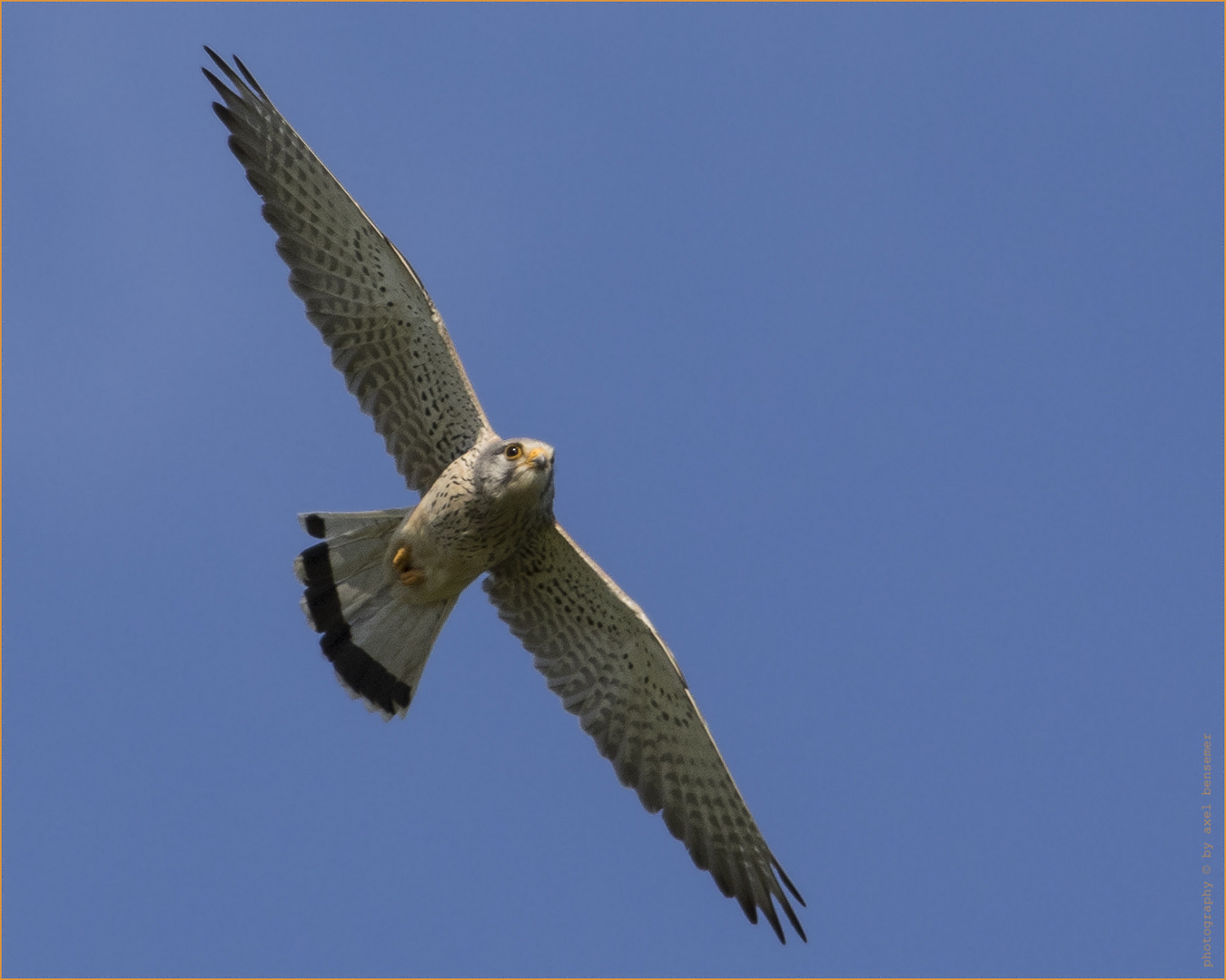 Turmfalke (Falco tinnunculus) 1