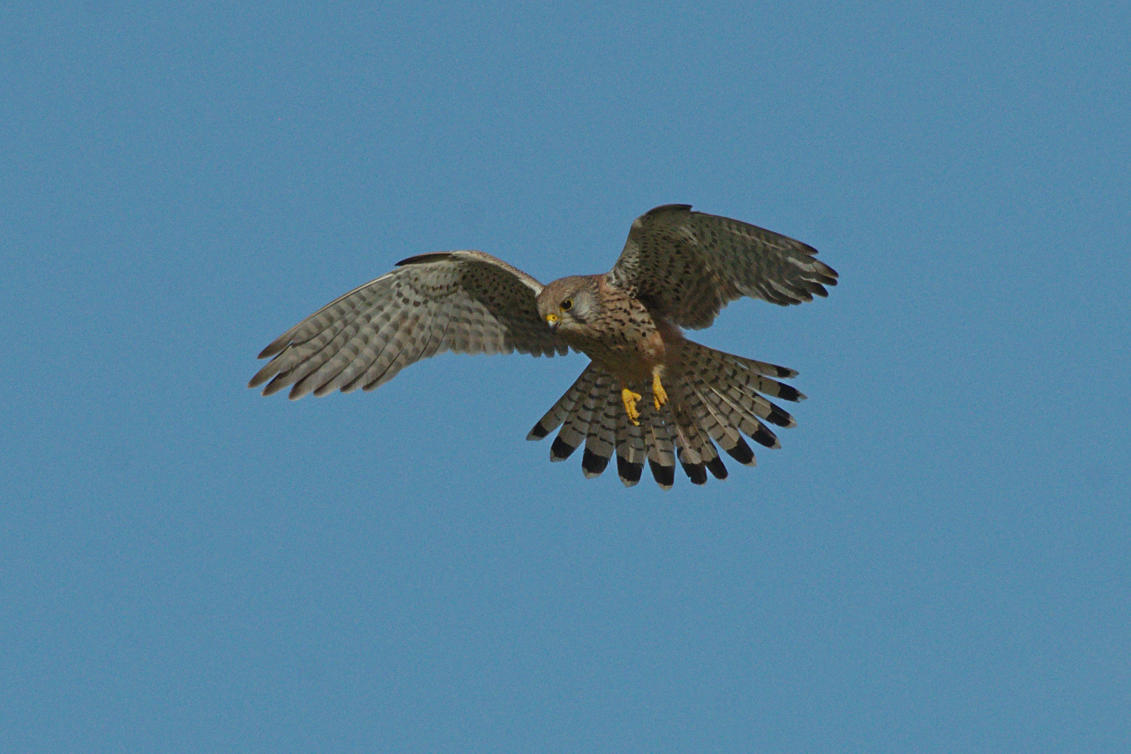 Turmfalke (Falco tinnunculus) 12