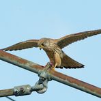 Turmfalke (Falco tinnunculus) 13
