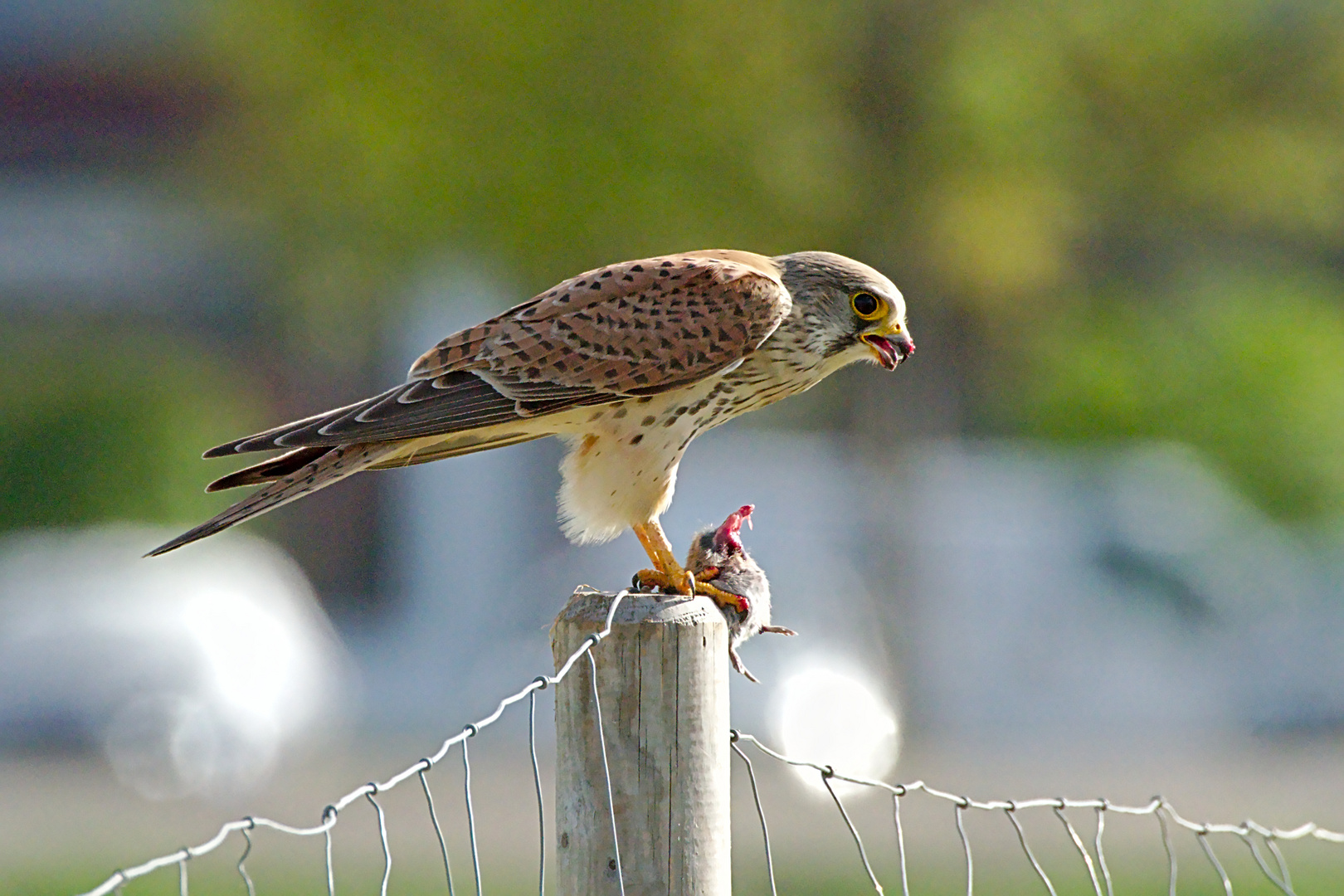 Turmfalke (Falco tinnunculus) 14