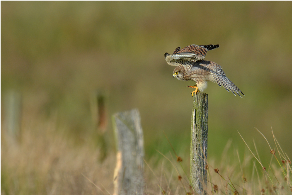 Turmfalke - Falco tinnunculus