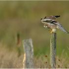 Turmfalke - Falco tinnunculus