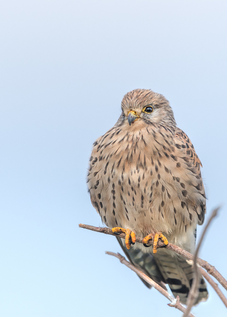 Turmfalke (Falco tinnunculus)