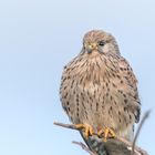 Turmfalke (Falco tinnunculus)