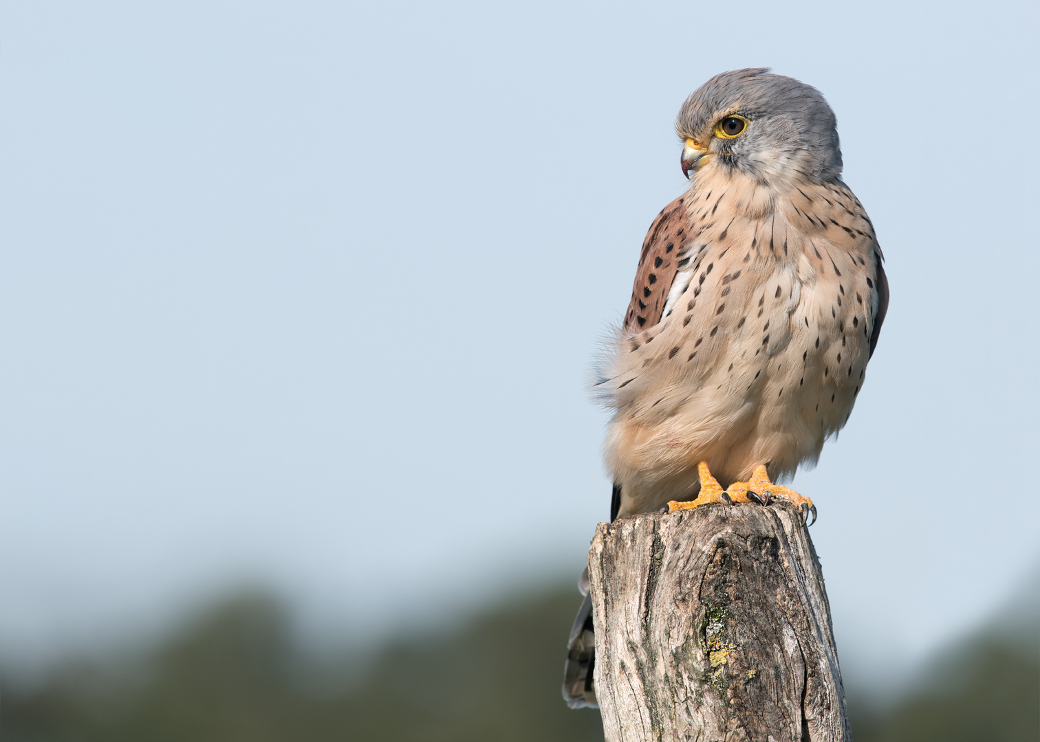 Turmfalke (Falco tinnunculus)