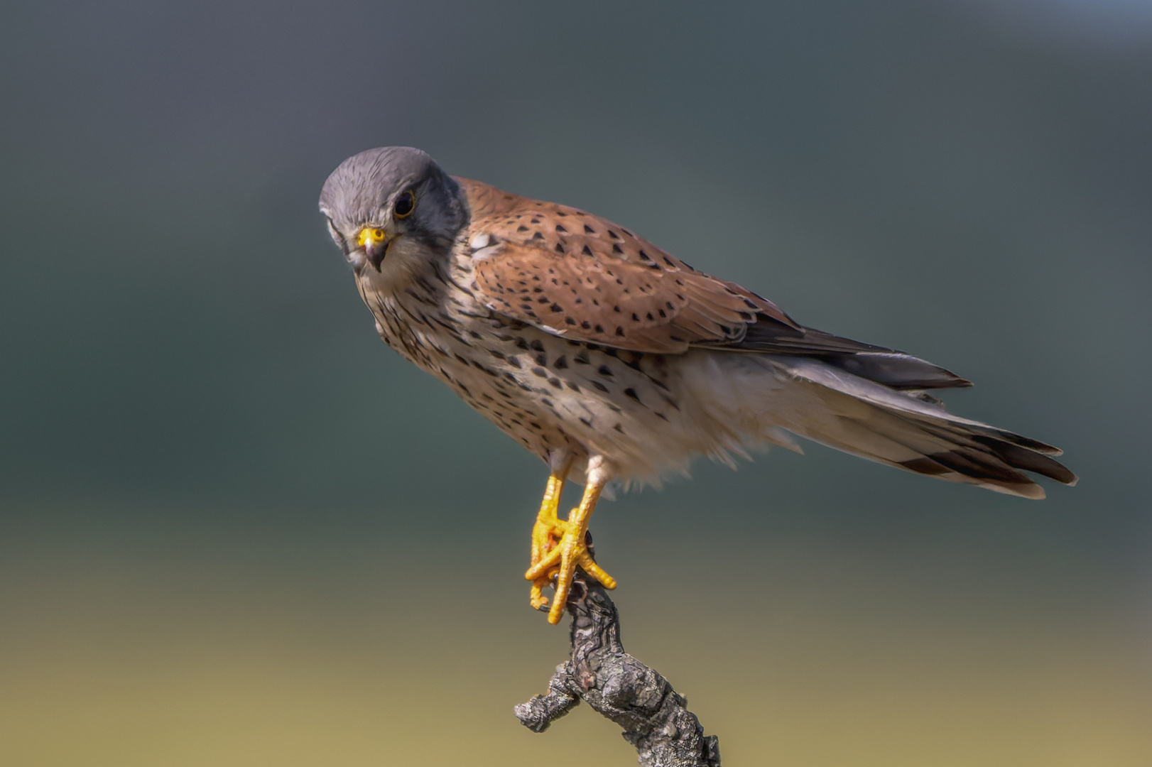  Turmfalke (Falco tinnunculus)