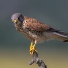  Turmfalke (Falco tinnunculus)