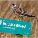 Turmfalke (Falco tinnunculus) .....