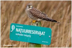 Turmfalke (Falco tinnunculus) .....