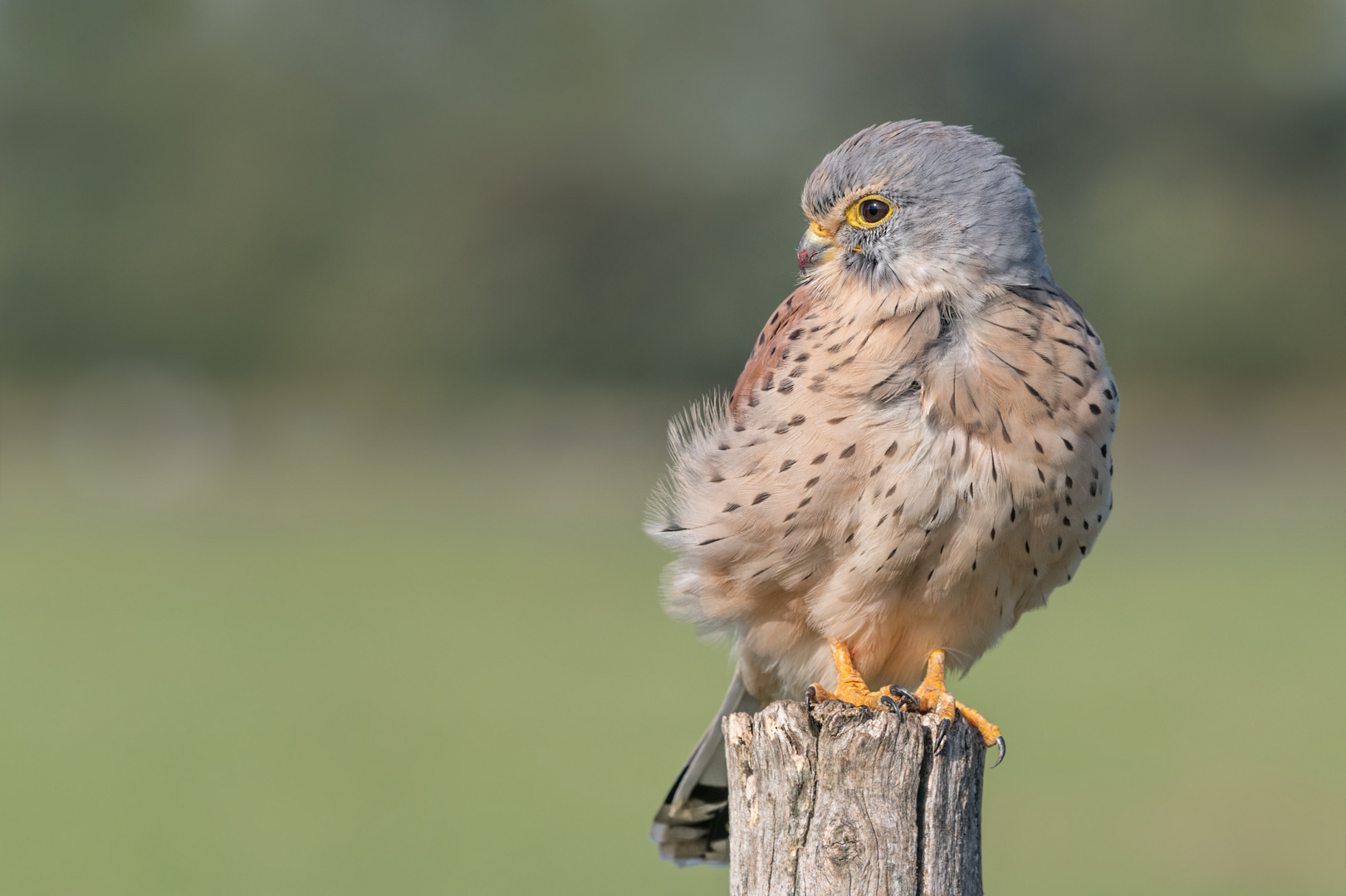 Turmfalke (Falco tinnunculus)