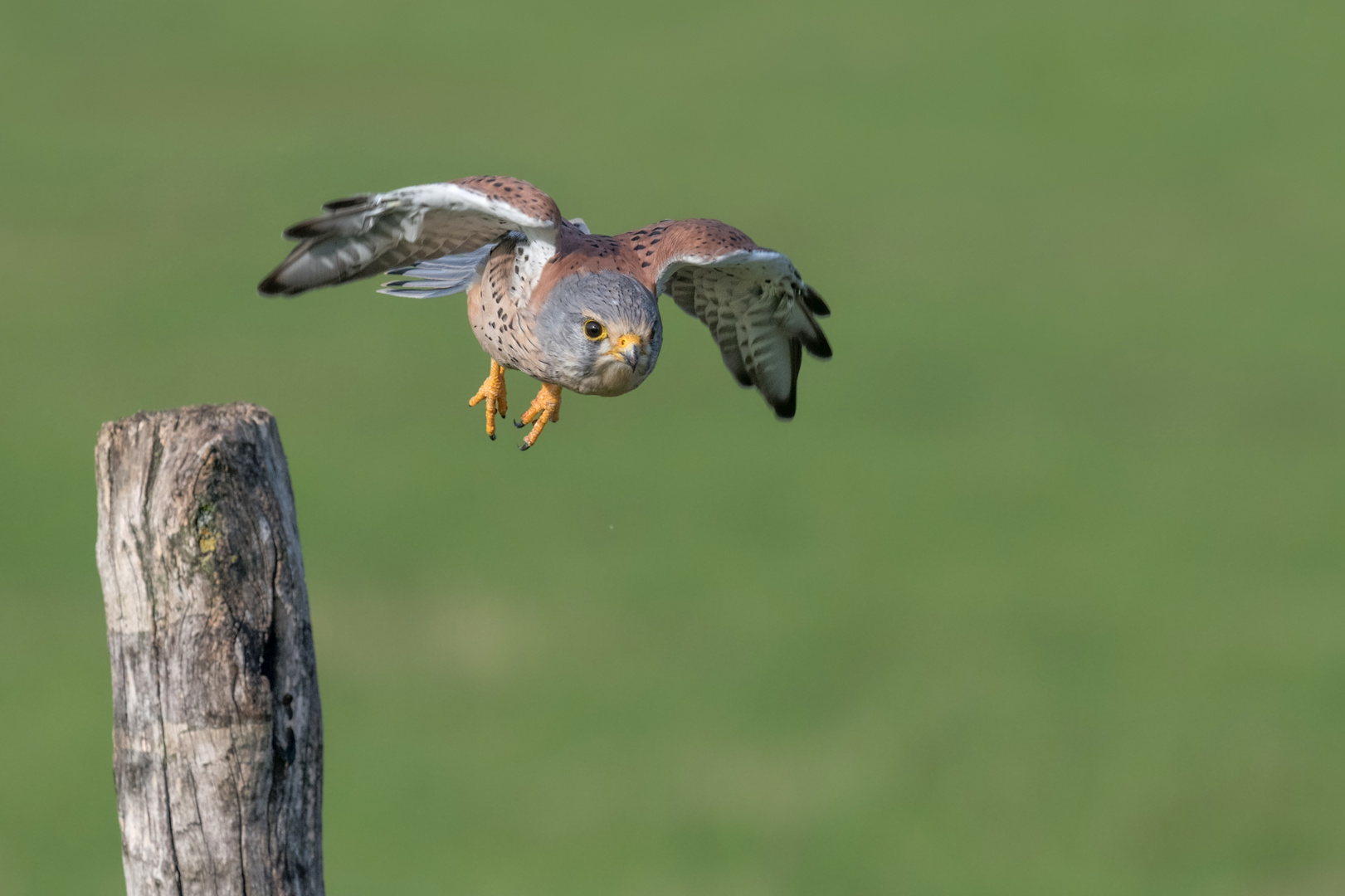 Turmfalke (Falco tinnunculus)