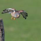 Turmfalke (Falco tinnunculus)