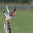 Turmfalke (Falco tinnunculus)