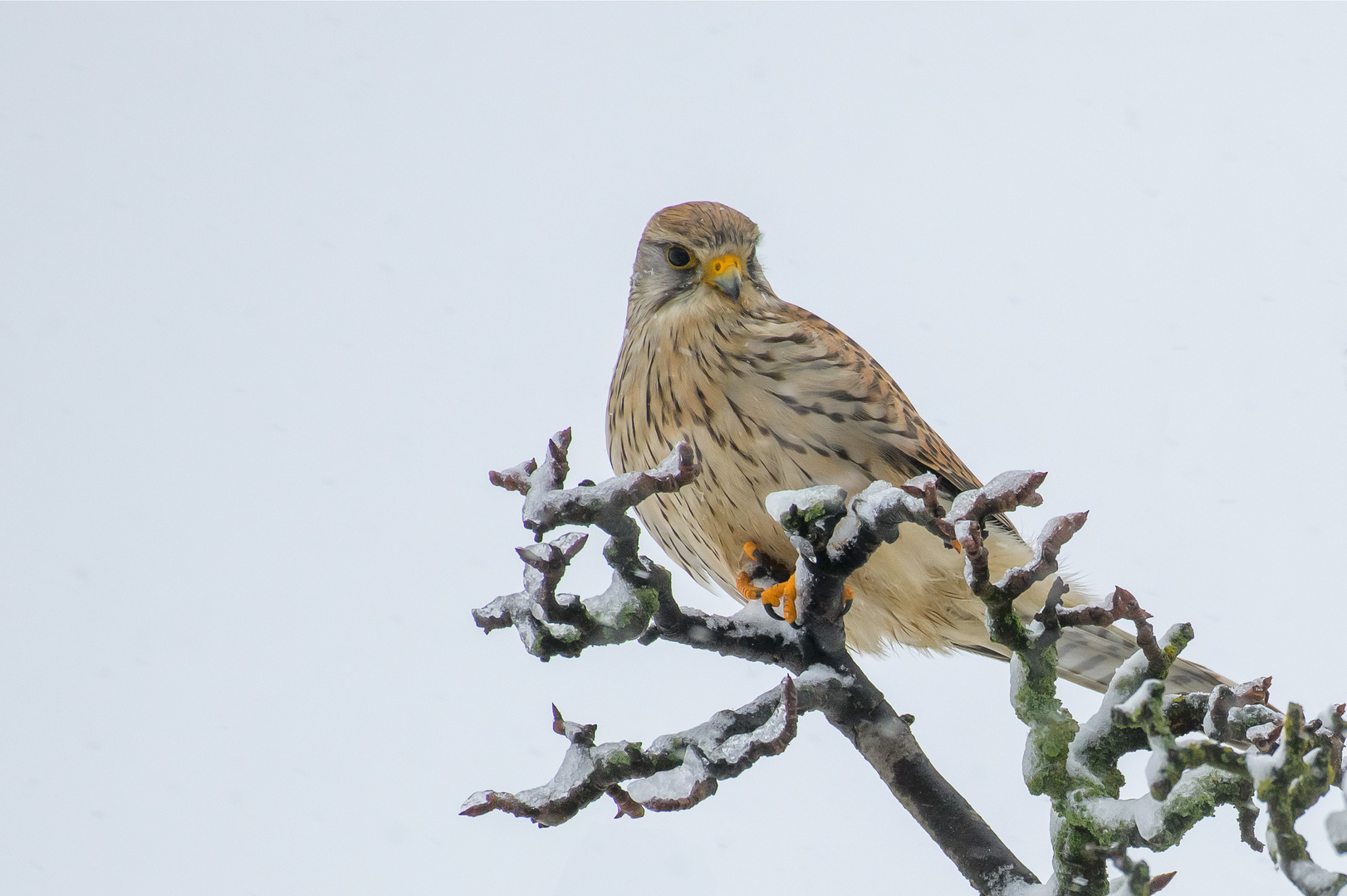  Turmfalke (Falco tinnunculus) 