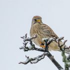  Turmfalke (Falco tinnunculus) 