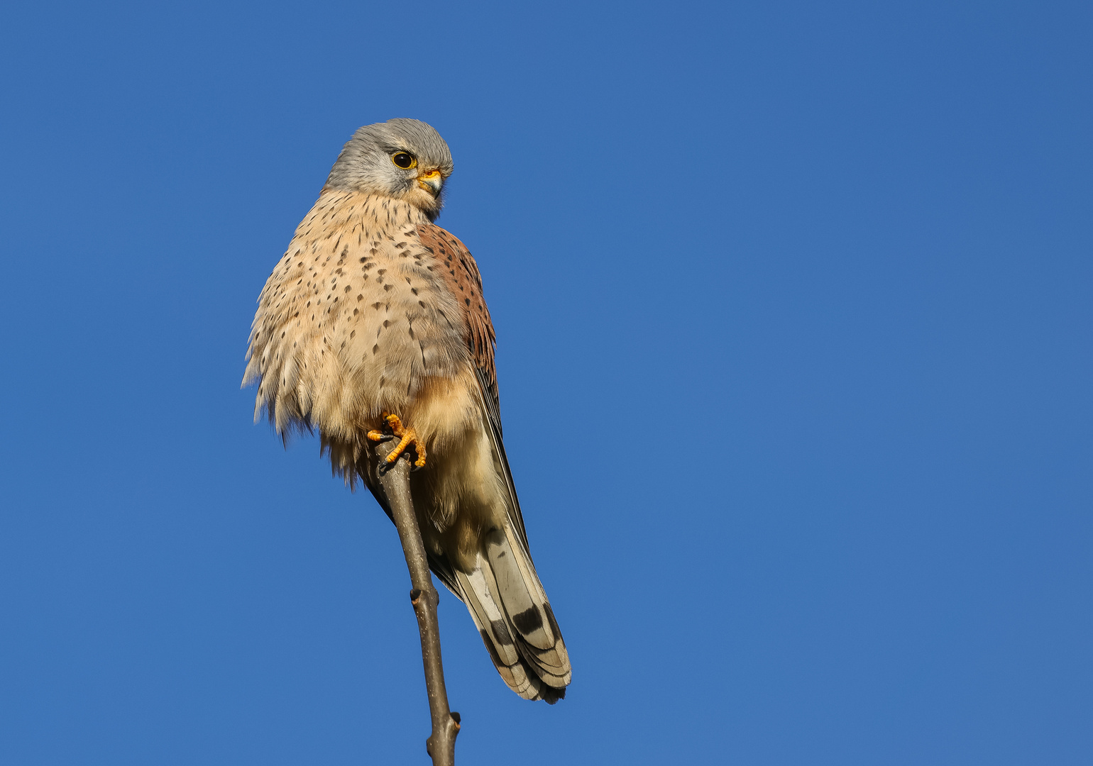 Turmfalke (Falco tinnunculus)