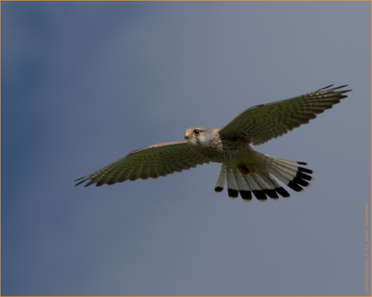 Turmfalke (Falco tinnunculus) 2