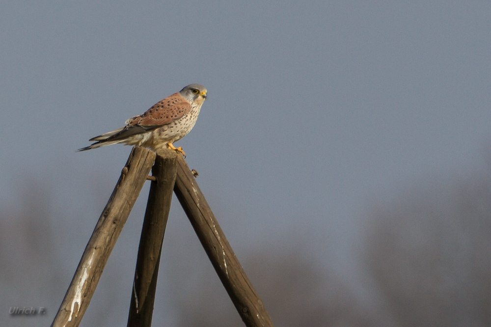 Turmfalke (falco tinnunculus) 2